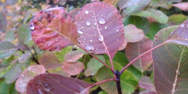 Beautiful autumn leaves in a forest in Hungary with rain drops on them