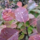 Beautiful autumn leaves in a forest in Hungary with rain drops on them