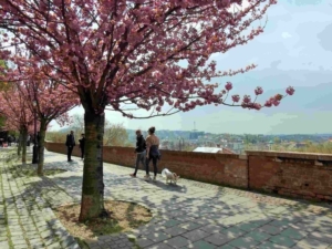 Blossoming cherry trees in the Buda Castle Area with people walking around in face masks