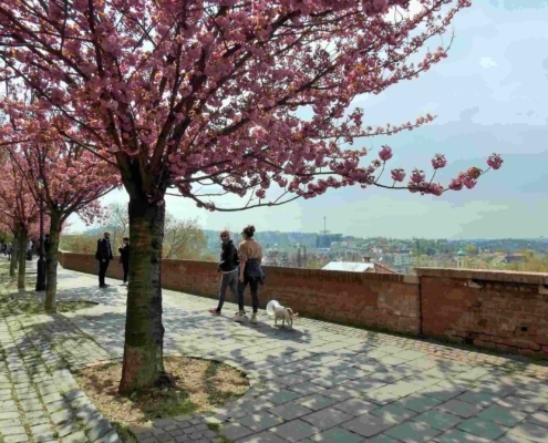 Blossoming cherry trees in the Buda Castle Area with people walking around in face masks - Guide to Budapest