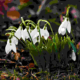 Snowdrops flowers that are the messengers of spring