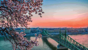 The Liberty or Szabadság bridge of Budapest on the River Danube with a blossoming spring tree