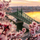 Liberty bridge in Budapest with blooming trees in the spring